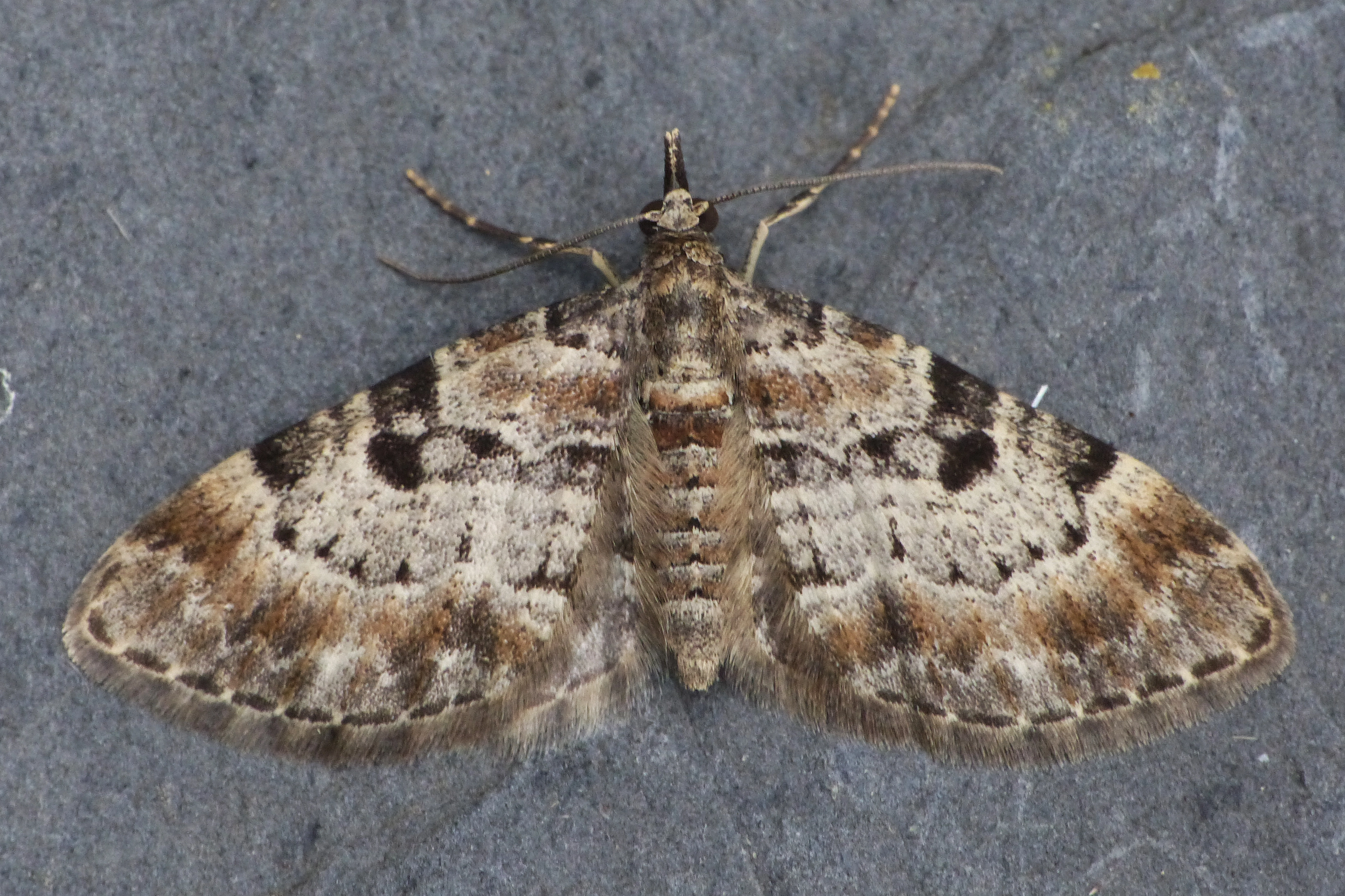 eupithecia analoga 050616 elsenborn1 ChristopheGruwier 5 6 2016 gallendwergspanner Belgie.jpg
